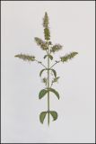 Mentha spicata. Верхушка цветущего растения. Республика Молдова, пригород Кишинёва. 17 августа 2008 г.