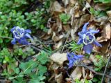 Aquilegia amurensis. Верхушка побега с цветками и плодом. Якутия (Саха), Алданский р-н, левый берег р. Алдан в 5 км выше устья р. Тимптон. 19.06.2008.