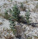 Elaeagnus angustifolia. Вегетирующее растение. Украина, Запорожская обл., Бердянская коса, зарастающий пляж. Август 2006 г.