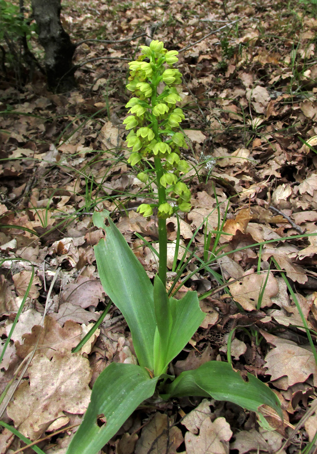 Image of Orchis punctulata specimen.