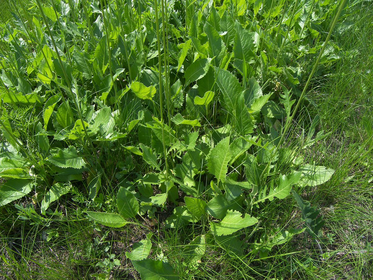 Image of Klasea lycopifolia specimen.