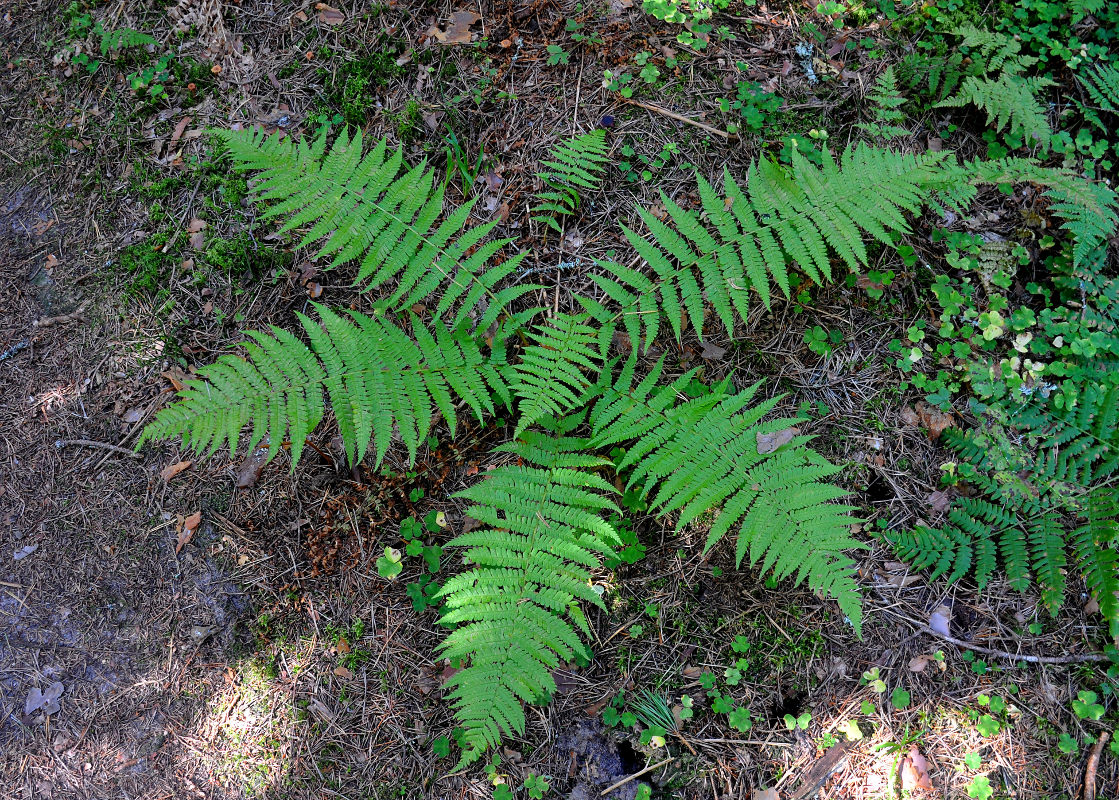 Image of Dryopteris filix-mas specimen.