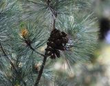 Pinus peuce