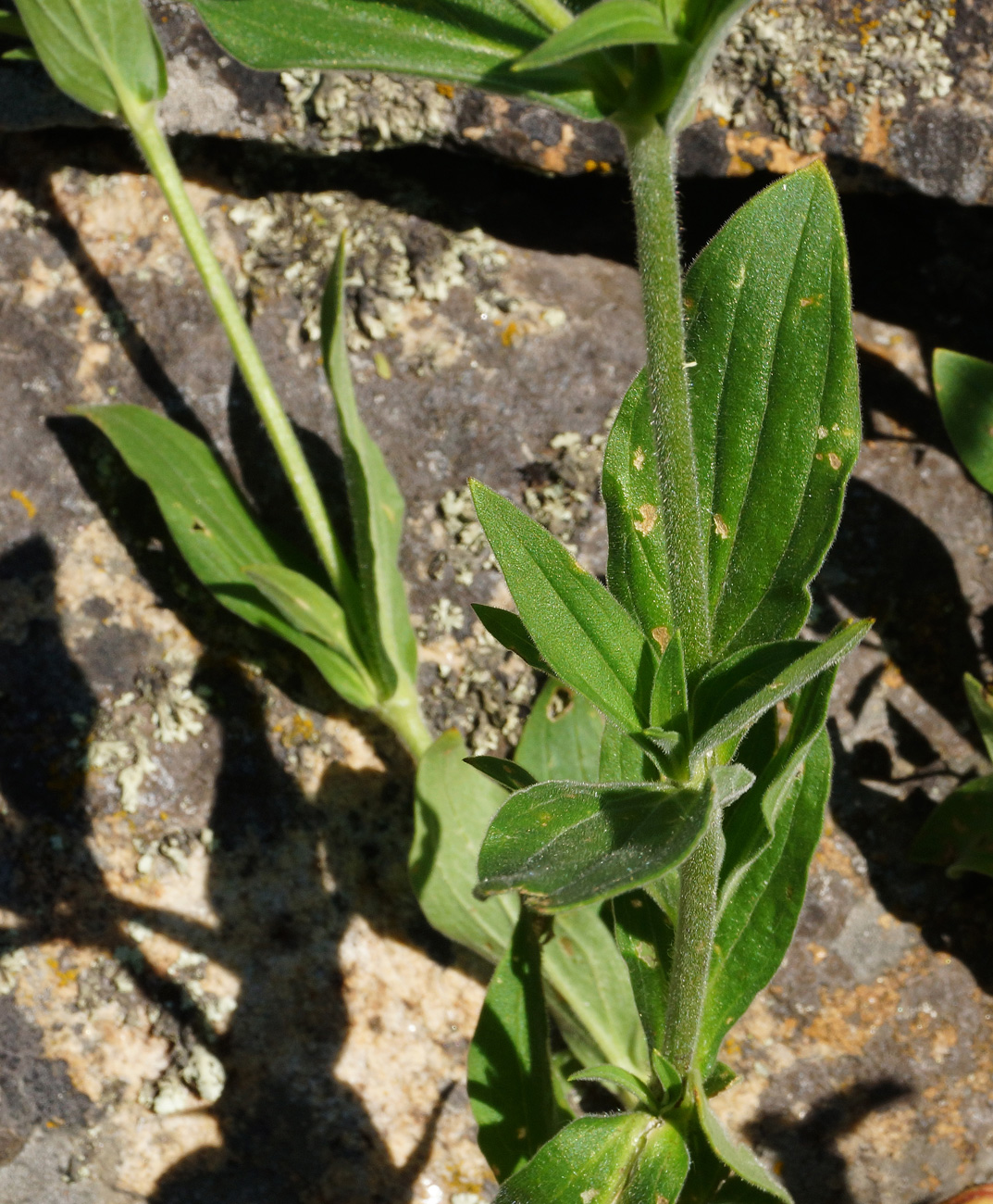 Image of Melandrium album specimen.