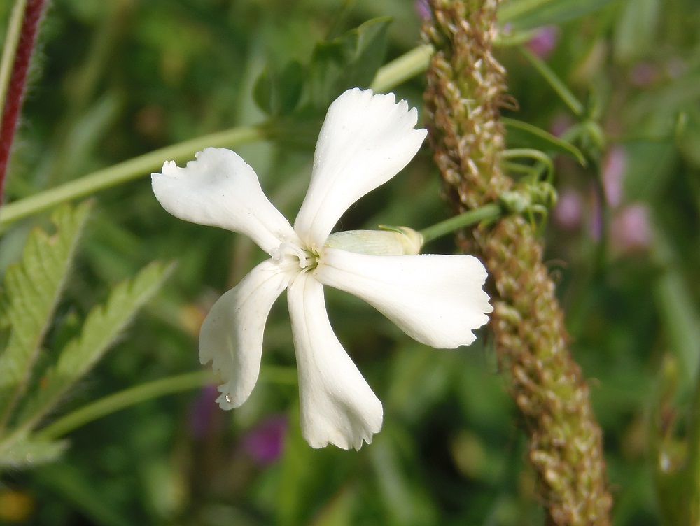 Image of Dianthus elongatus specimen.