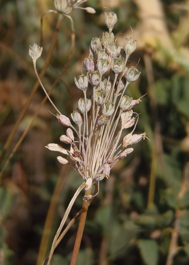 Изображение особи Allium paczoskianum.