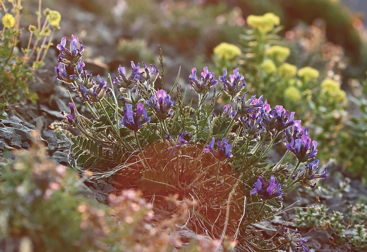 Image of Oxytropis kusnetzovii specimen.