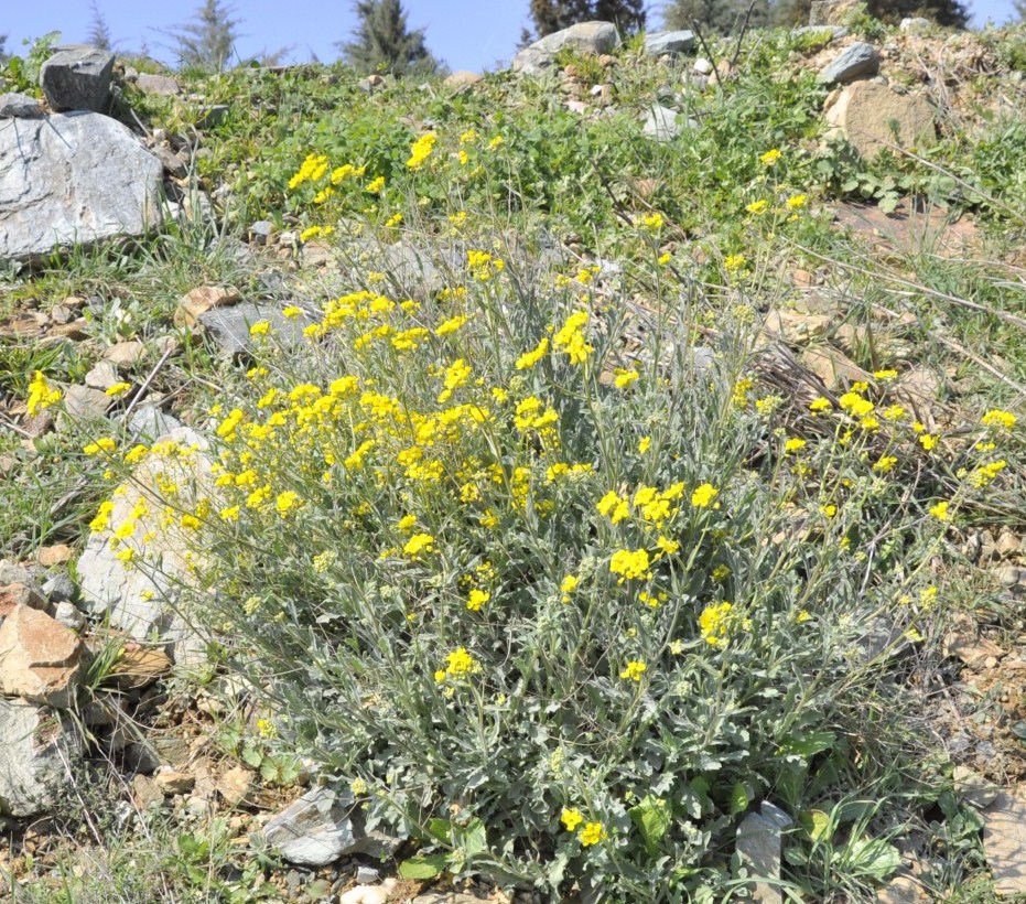 Image of Aurinia saxatilis specimen.