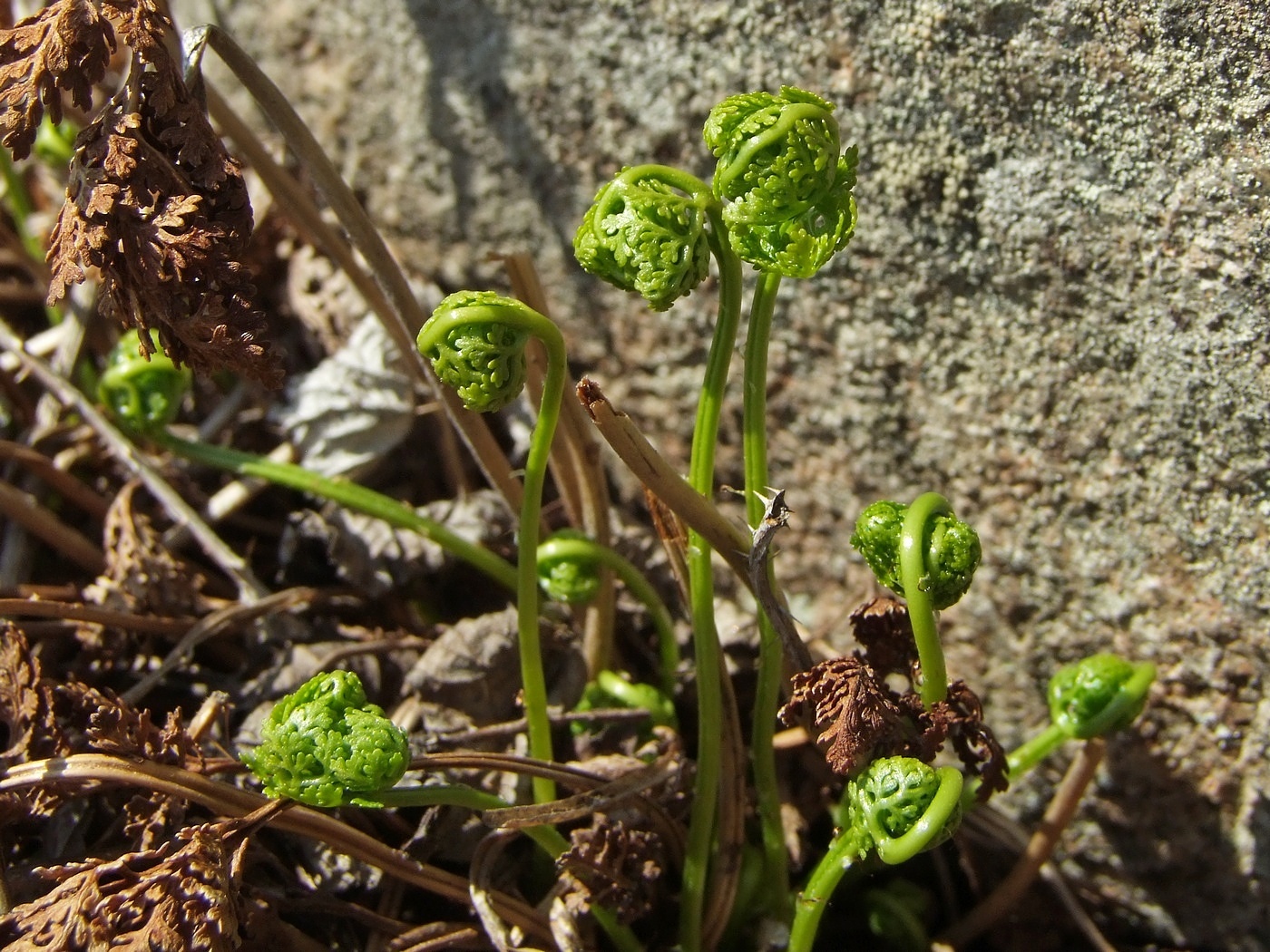 Image of Cryptogramma acrostichoides specimen.