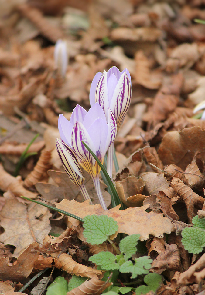 Image of Crocus reticulatus specimen.