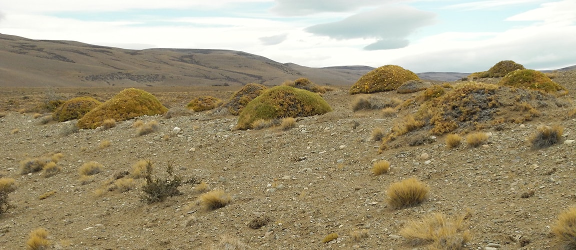 Image of Chuquiraga aurea specimen.