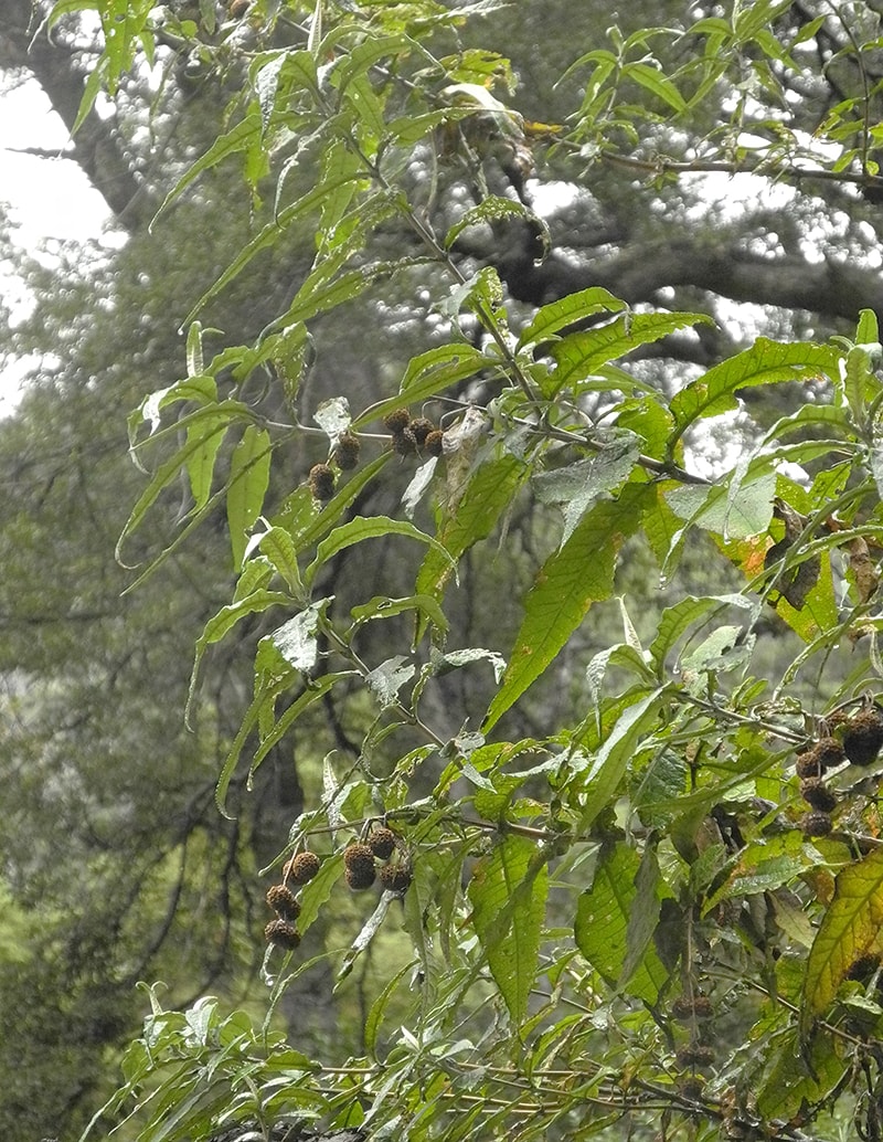 Изображение особи Buddleja globosa.