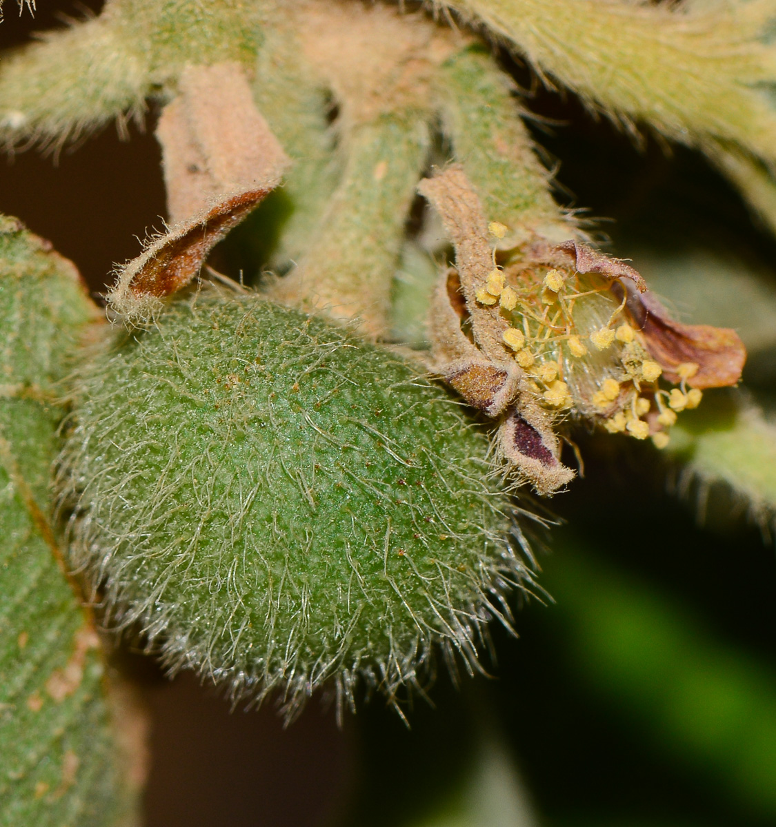 Image of Grewia villosa specimen.