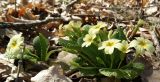 Primula vulgaris