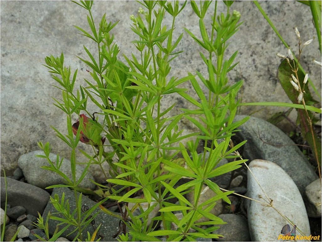 Image of genus Galium specimen.