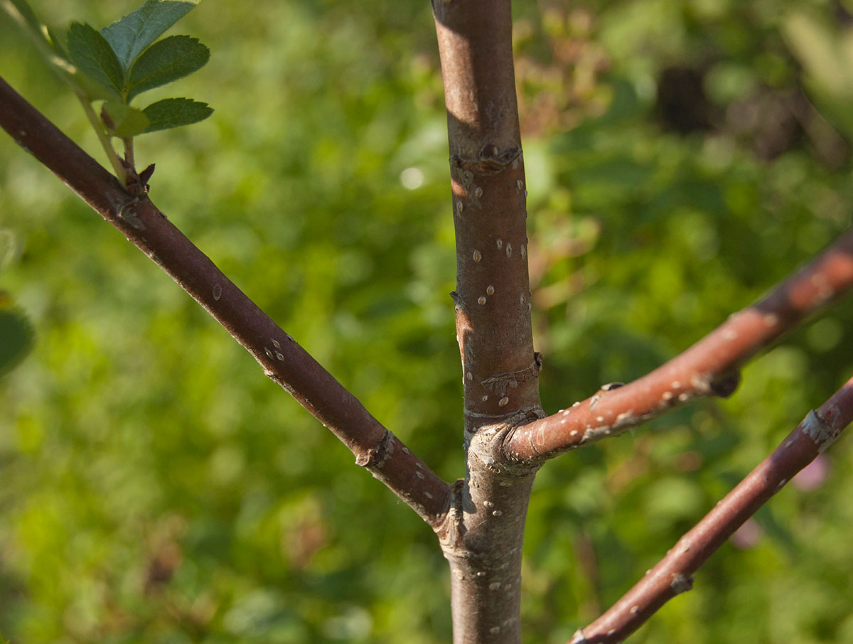 Изображение особи &times; Crataegosorbus miczurinii.