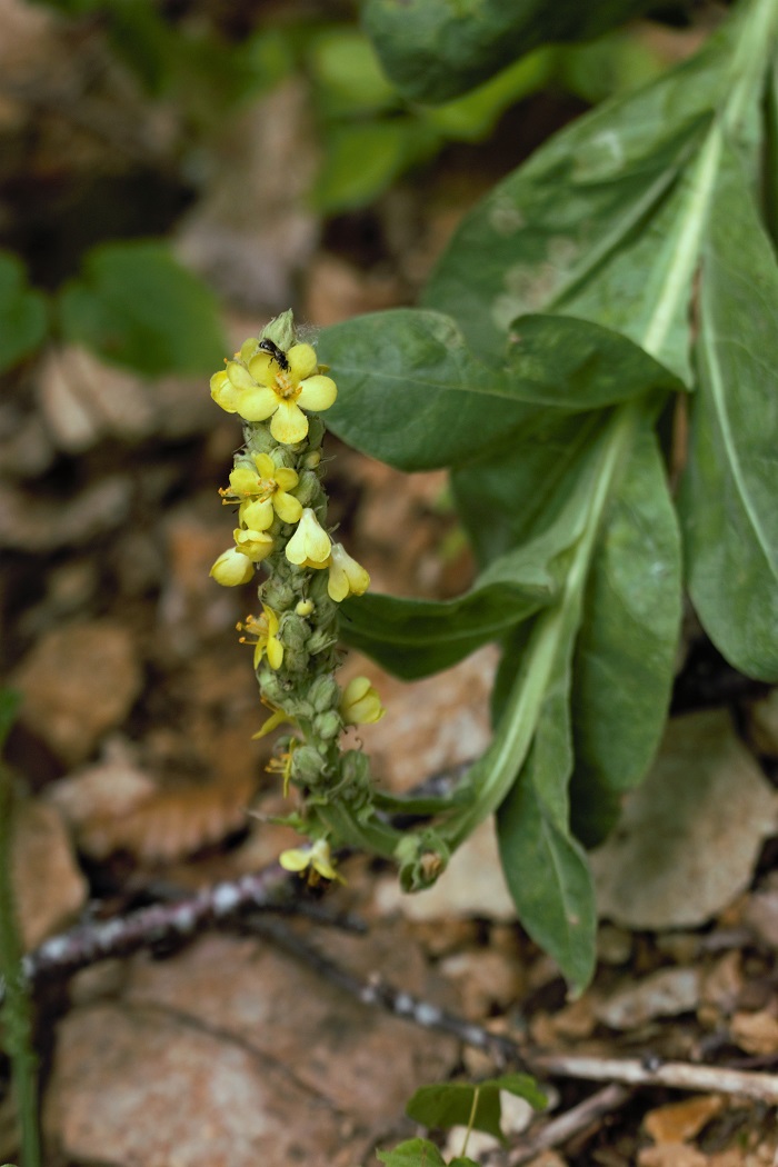 Изображение особи Verbascum thapsus.