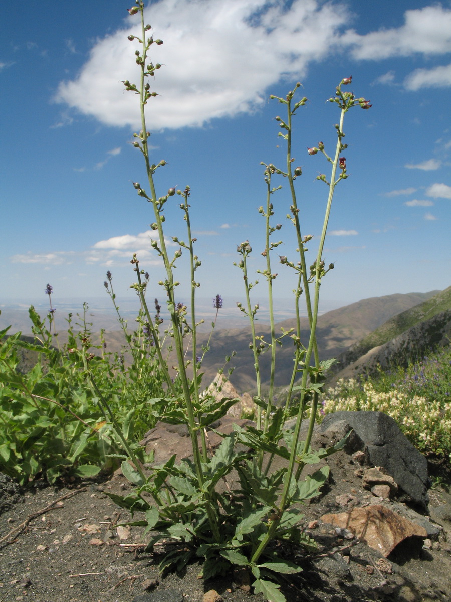 Image of Scrophularia integrifolia specimen.