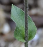 Image of taxon representative. Author is Роланд Цандекидис