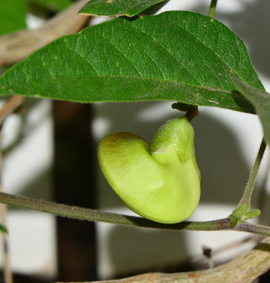 Изображение особи Vigna speciosa.