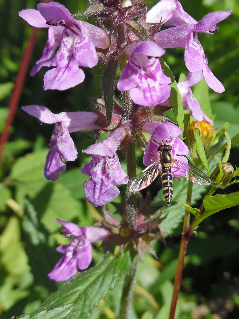 Image of Stachys palustris specimen.