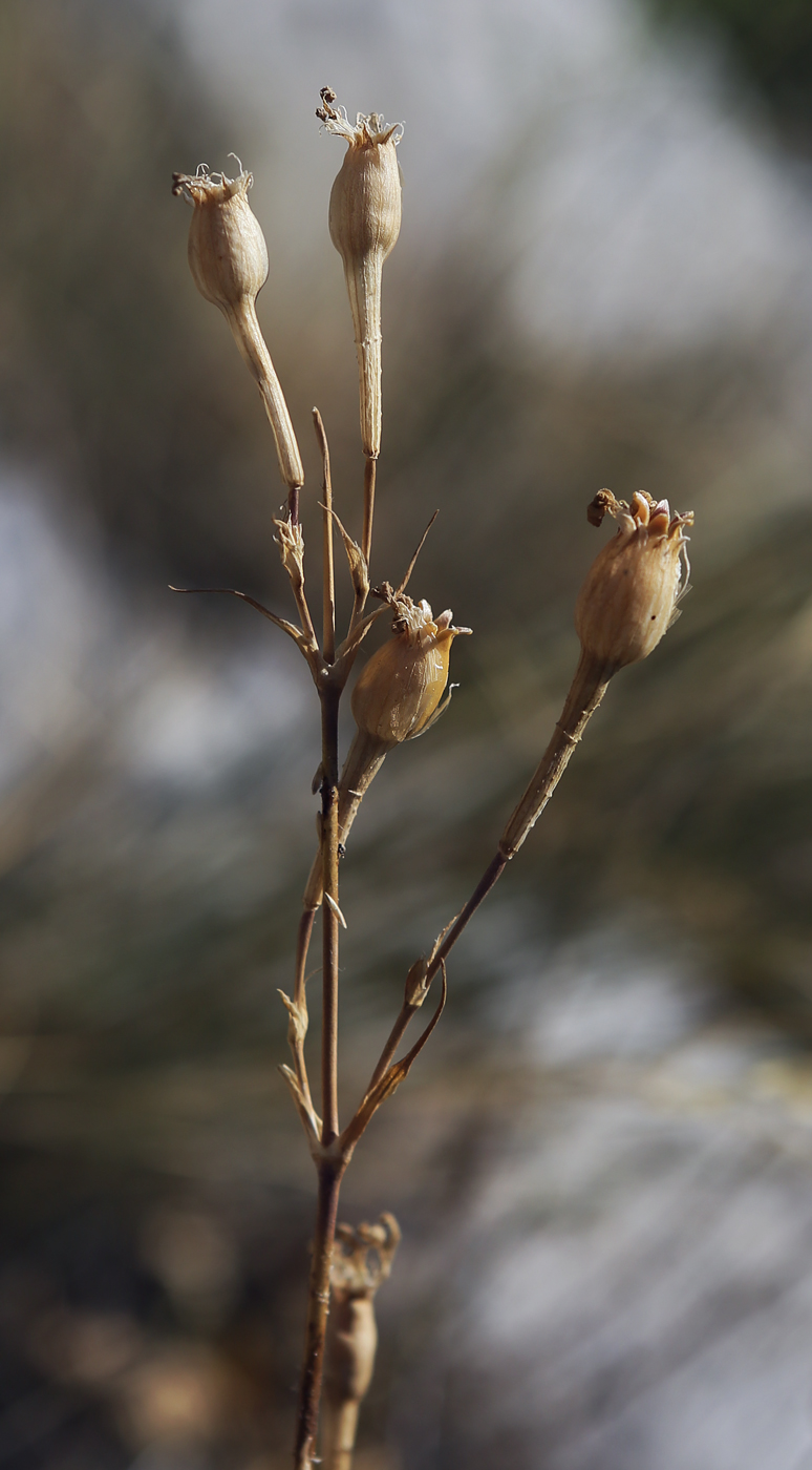 Image of Silene bupleuroides specimen.