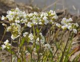 Arabidopsis petraea