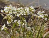 Смотреть изображение Arabidopsis petraea