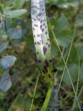 Dactylorhiza maculata. Лист. Карельский перешеек, окрестности Сарженского озера. 23.07.2006.