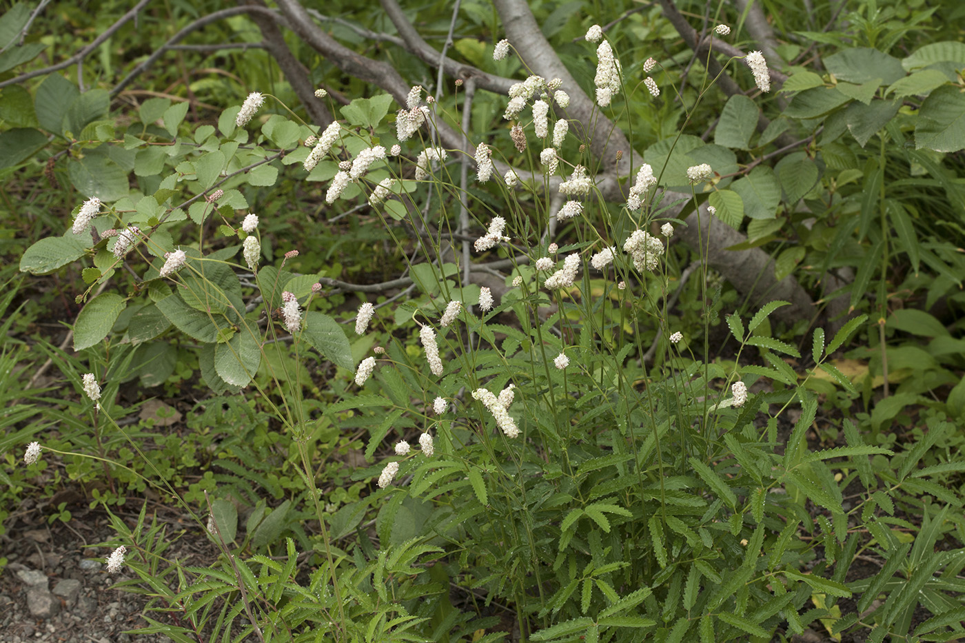 Image of Sanguisorba tenuifolia specimen.