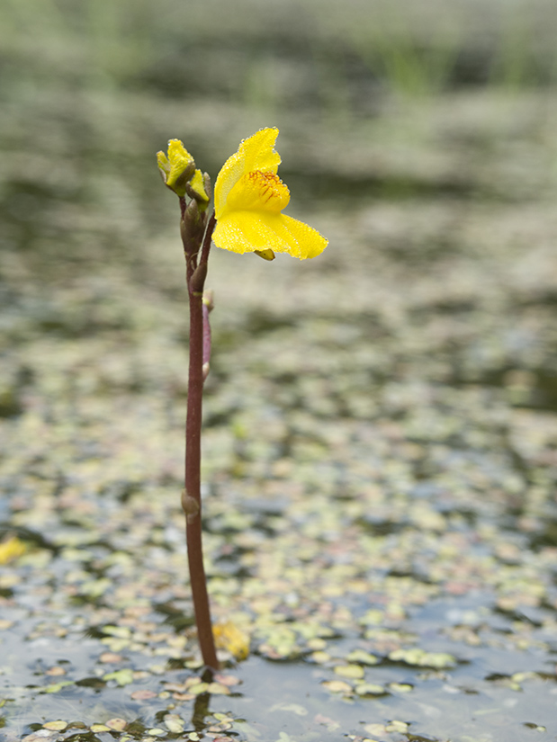 Изображение особи Utricularia &times; neglecta.