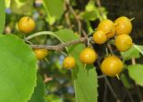 Смотреть изображение Celastrus orbiculata