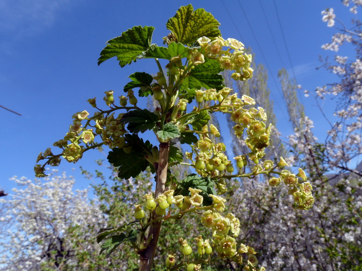 Image of Ribes rubrum specimen.