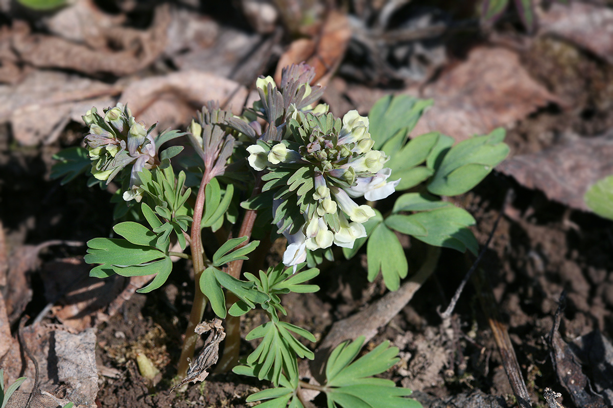 Image of Corydalis solida specimen.