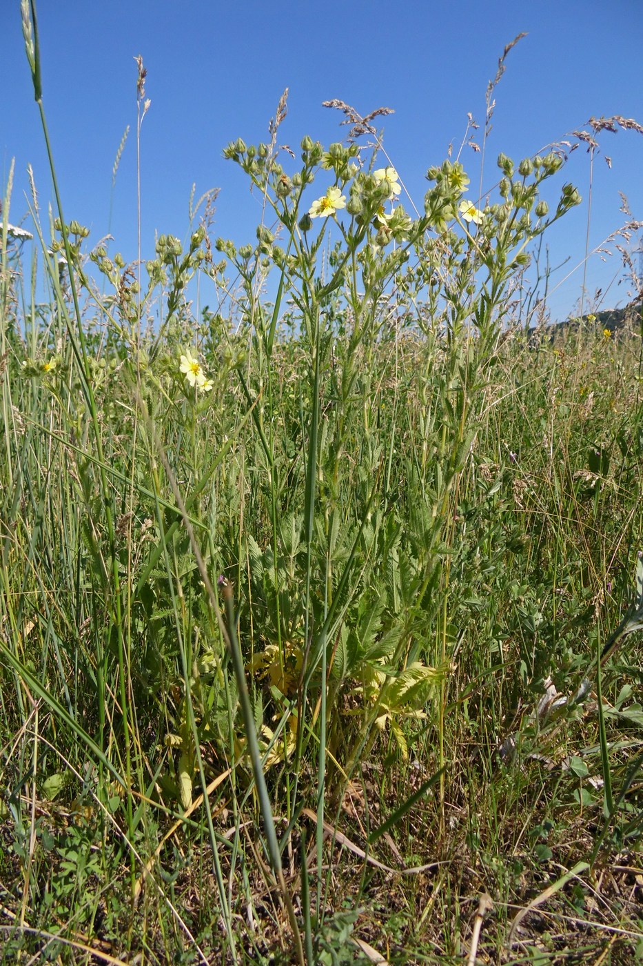 Image of Potentilla recta specimen.