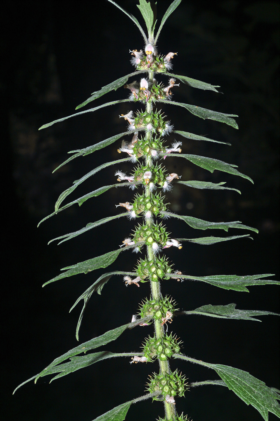 Изображение особи Leonurus quinquelobatus.