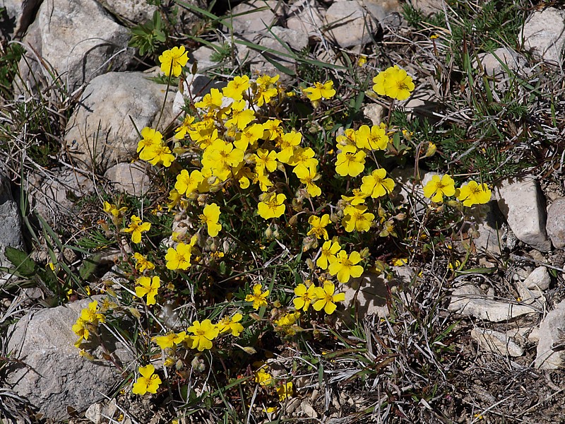 Image of genus Helianthemum specimen.