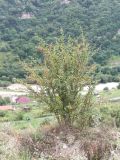 Berberis vulgaris