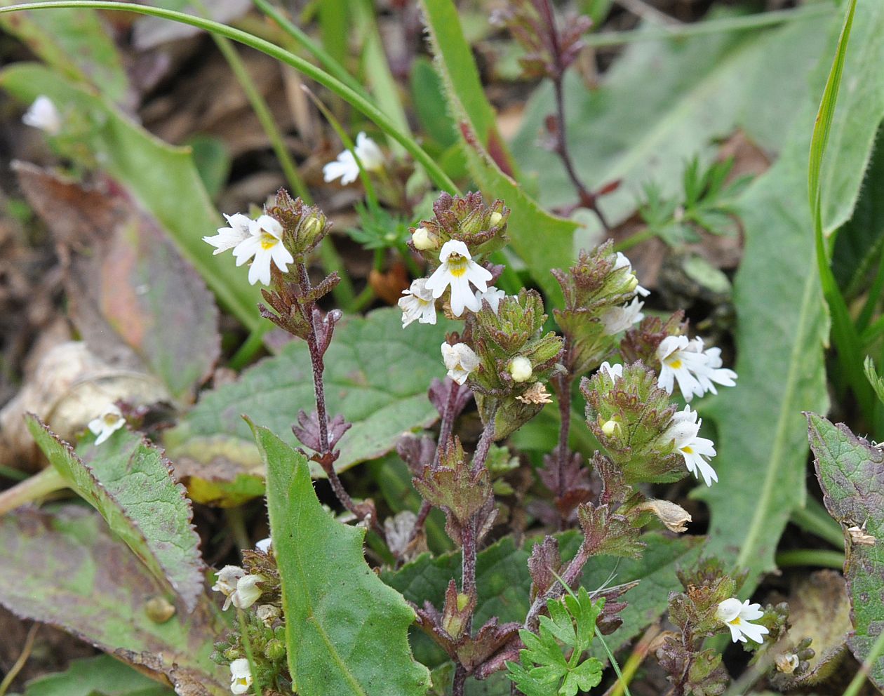 Изображение особи род Euphrasia.