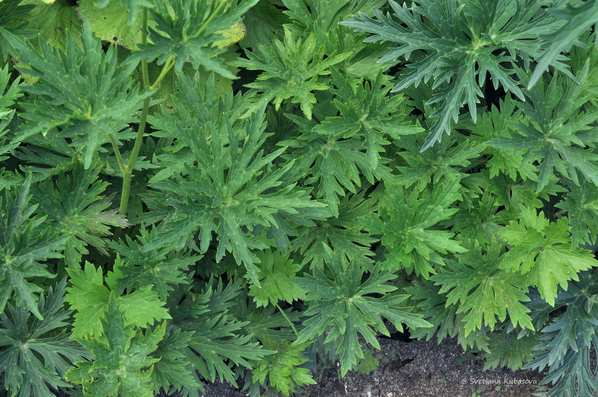 Image of Aconitum lamarckii specimen.