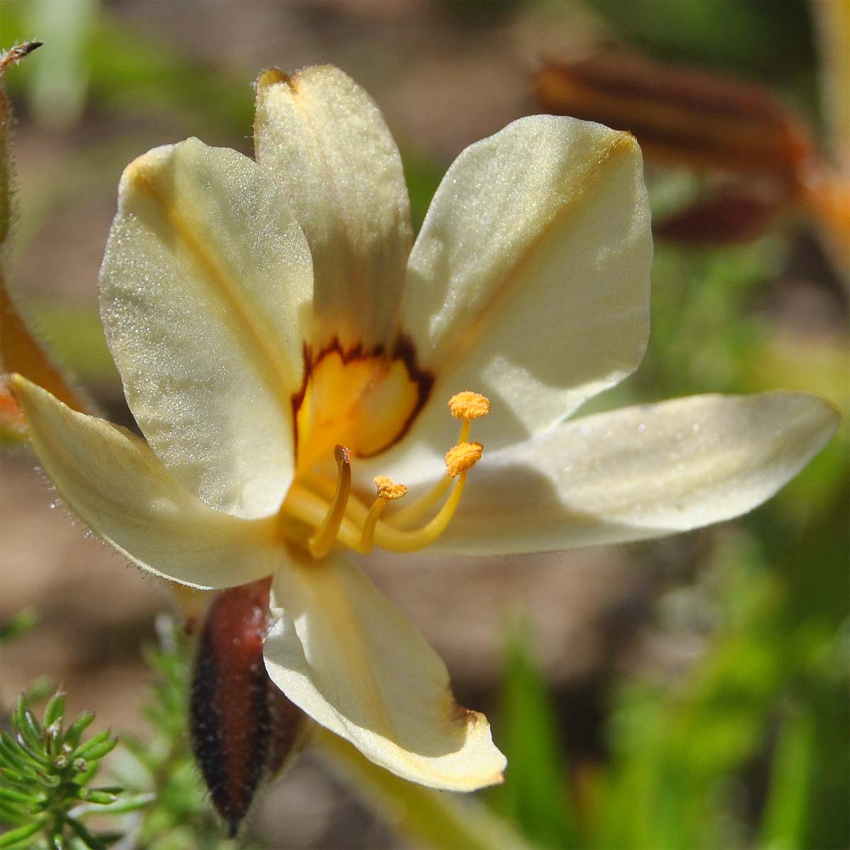 Изображение особи Wachendorfia paniculata.