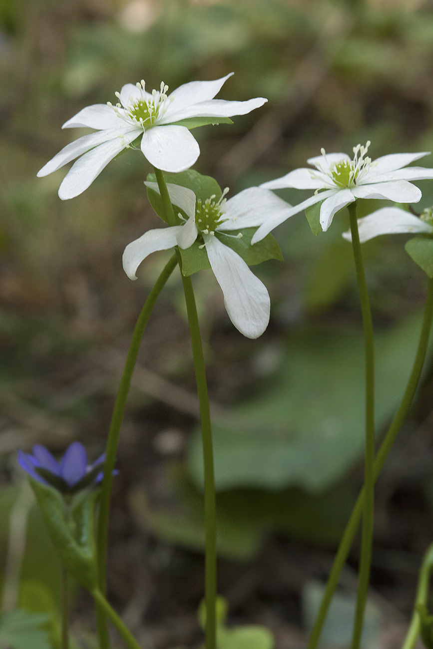 Image of Hepatica nobilis specimen.