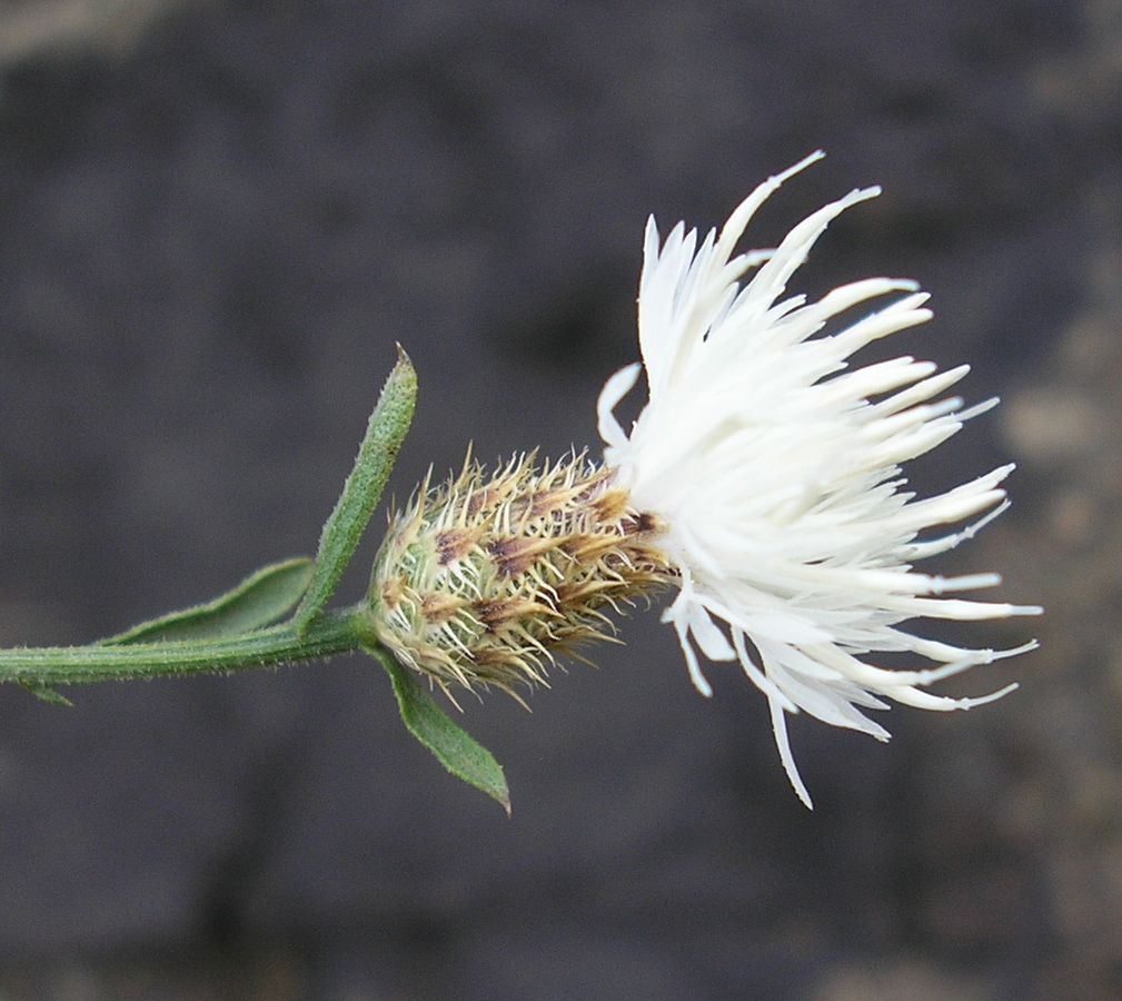 Image of Centaurea diffusa specimen.