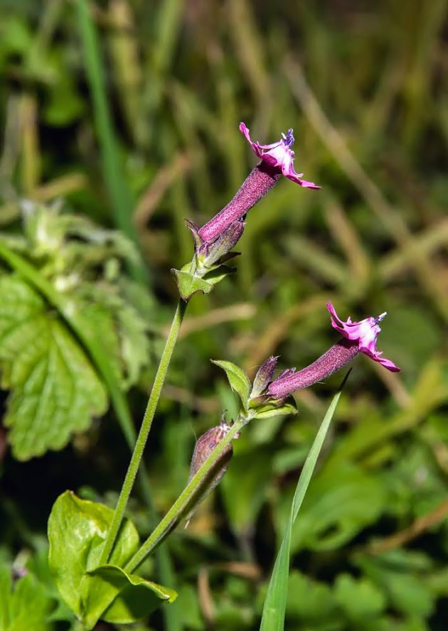 Image of Silene aegyptiaca specimen.