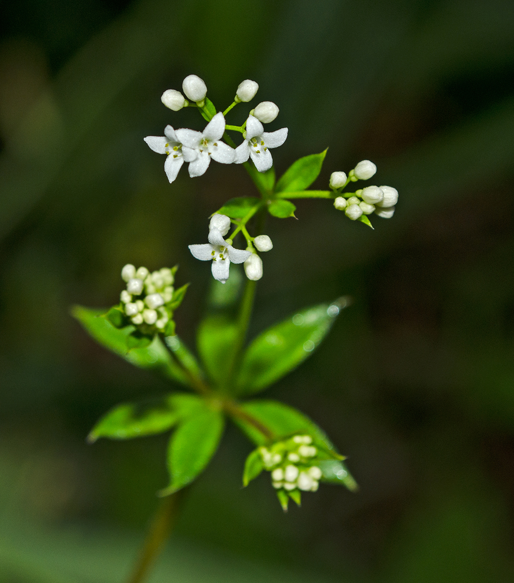 Изображение особи род Galium.