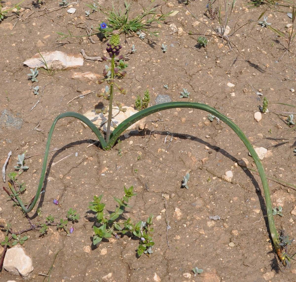 Image of Leopoldia comosa specimen.