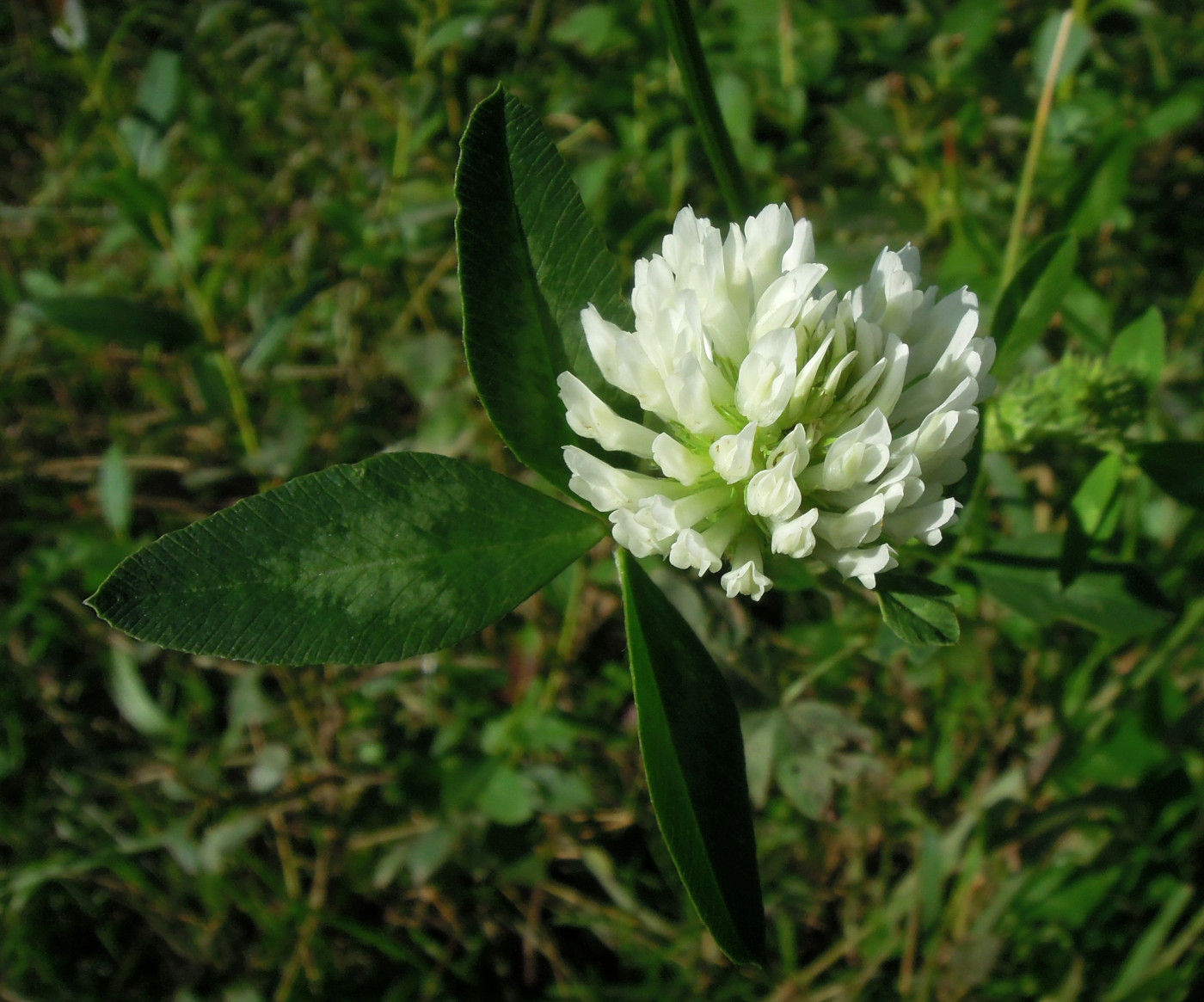 Изображение особи Trifolium pratense.