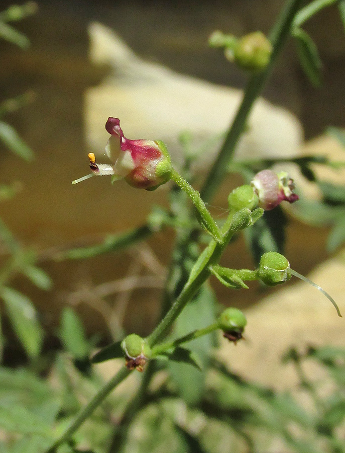 Image of Scrophularia rupestris specimen.