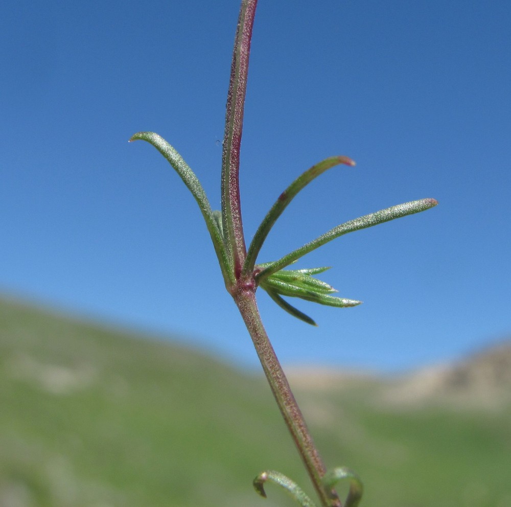 Image of genus Asperula specimen.