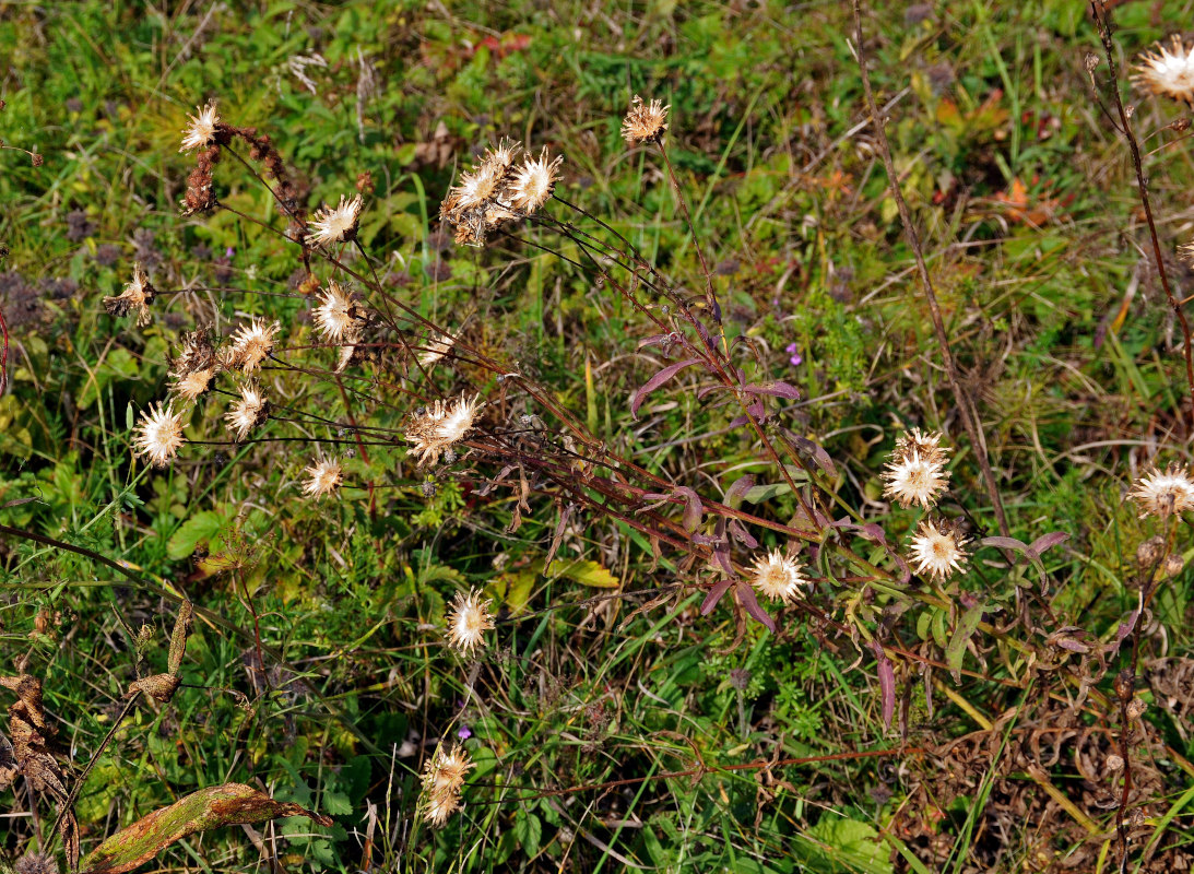 Image of Centaurea scabiosa specimen.